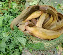 ら塘禹?Mg?c(八须鲶鱼和非洲塘鲺)-尊龙凯时