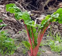 dso138源程序代码